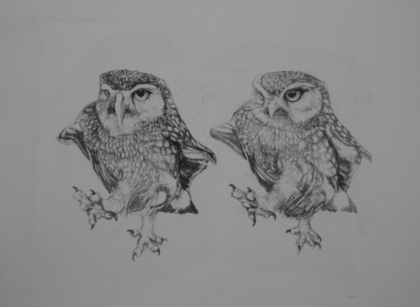 two marching owls